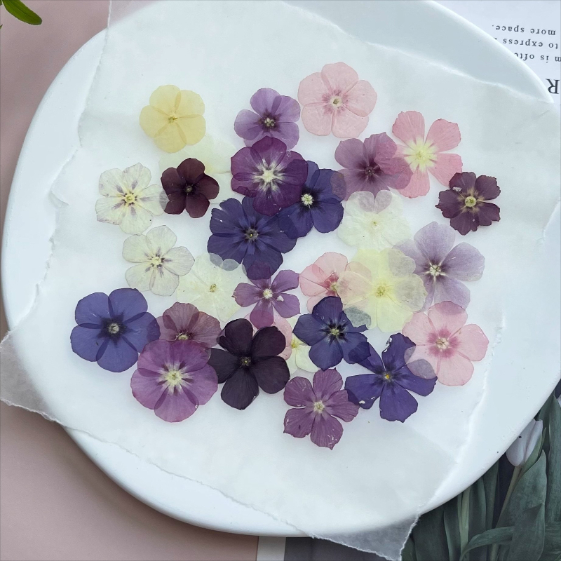 12 adet, Yarı Şeffaf Niş Phlox - Resin Art Case incelemesi ve fiyatı